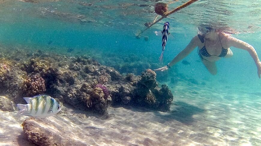 A woman snorkels alongside sergeant major fish by a coral reef
