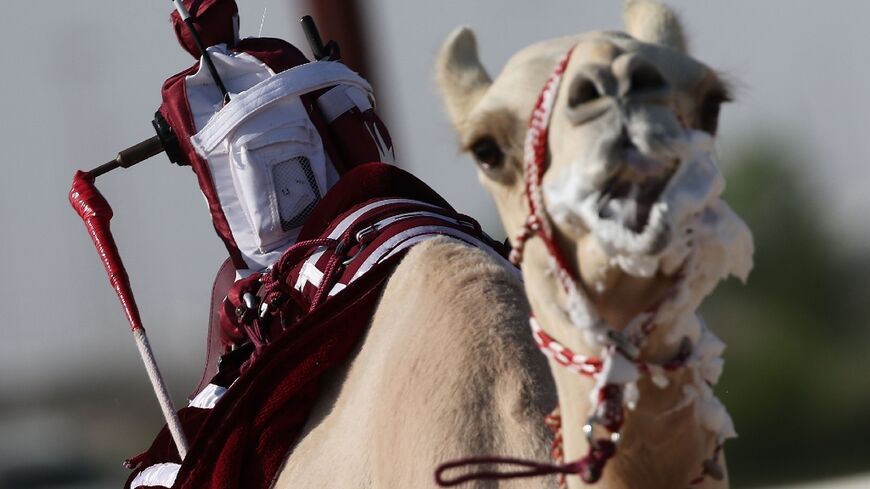 A camel with a robot attached to its back competes in a Qatar racing event in Al-Shahaniya, east of Doha