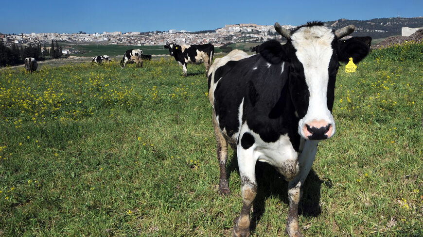 Tunisian cow