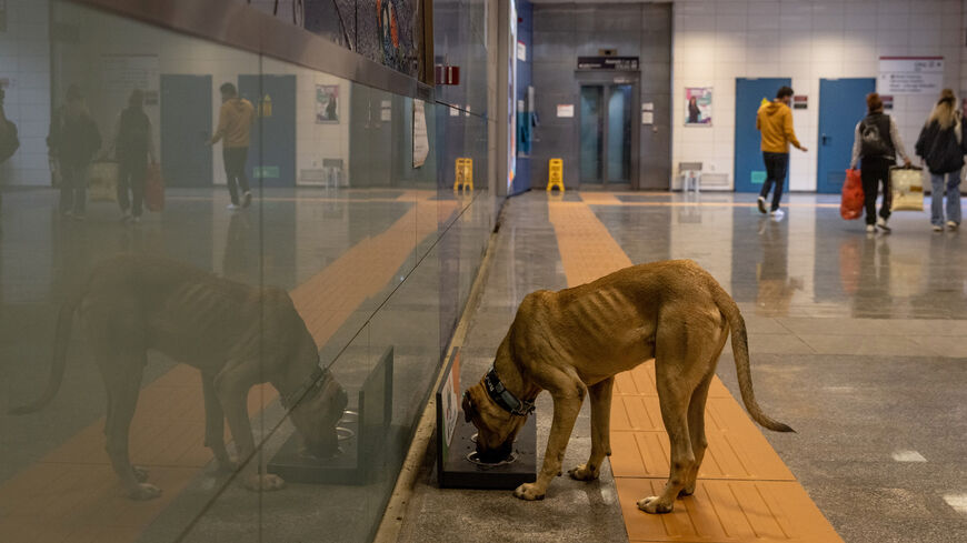 Boji, an Istanbul street dog takes a drink from bowls provided for stray animals inside the Kadikoy subway station before catching a train, Istanbul, Turkey, Oct. 21, 2021.
