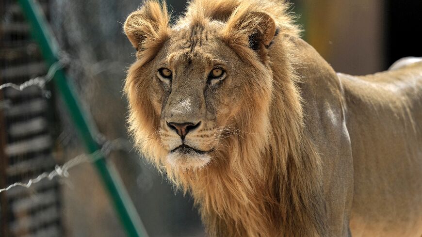A male African lion (Panthera leo) at the Sudan Animal Rescue Centre in this February 28, 2022 photograph: lions from the centre were taken to a paramilitary force base, where they tried to escape from this week