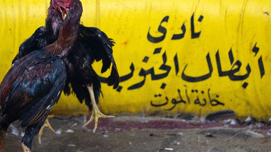 Roosters are locked in a cockfight in Iraq's port city of Basra