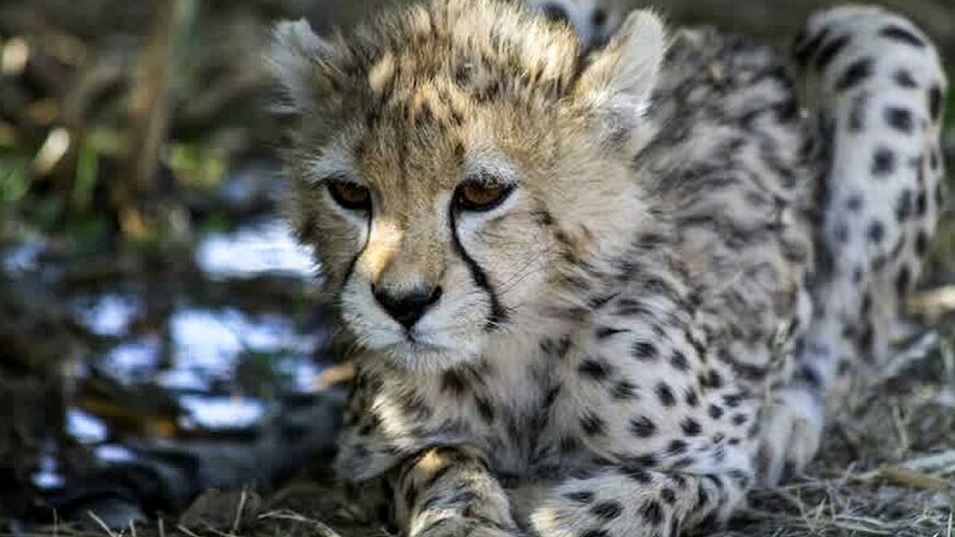 The last survivor of three critically endangered Asiatic cheetah cubs born in captivity in Iran last year is seen in a park in Tehran before his death from kidney failure on Tuesday