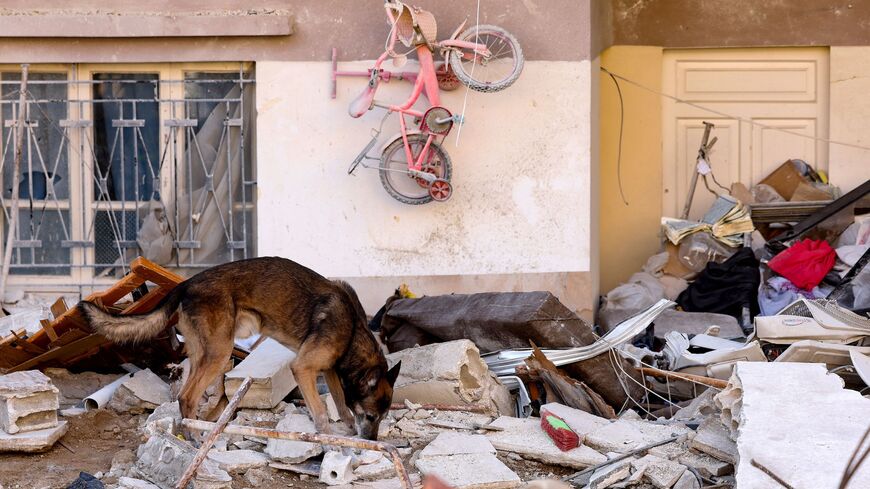 A rescue dog searches for victims and survivors, in the regime-controlled town of Jableh in the province of Latakia, northwest of the Syrian capital, on Feb. 12, 2023, in the aftermath of a deadly earthquake. 