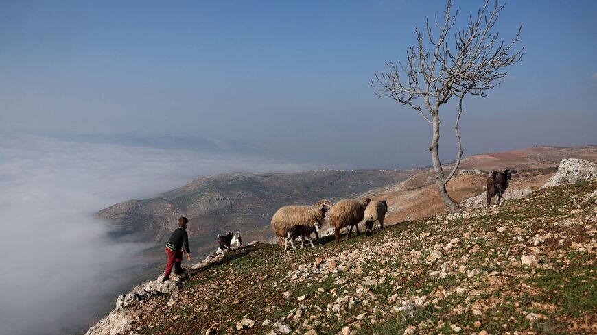 Syria sheep