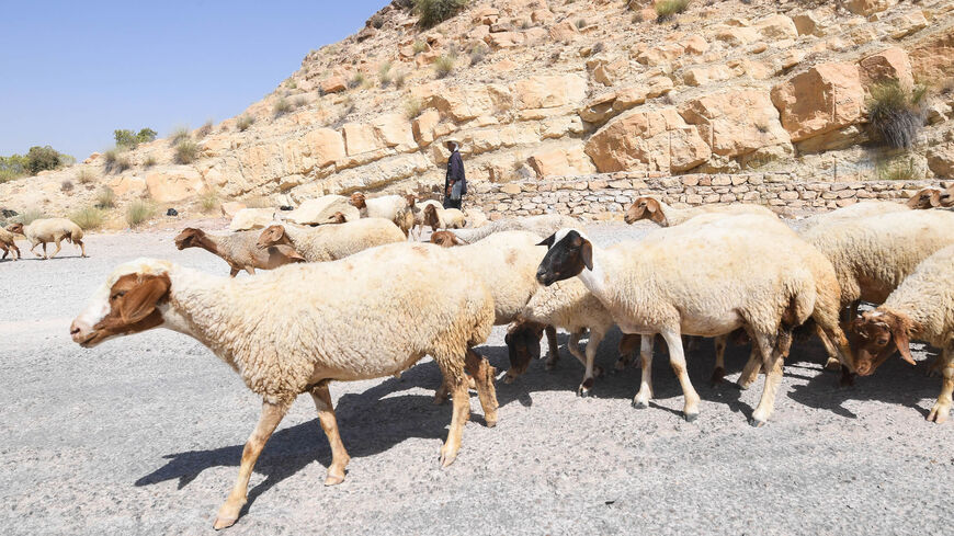 A Tunisian shepherd herds his sheep near the dry reservoir bed of El-Haouareb dam, located near Kairouan, some 100 miles south of Tunis, Tunisia, July 13, 2017.