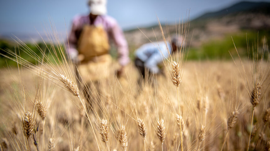 Wheat in Morocco