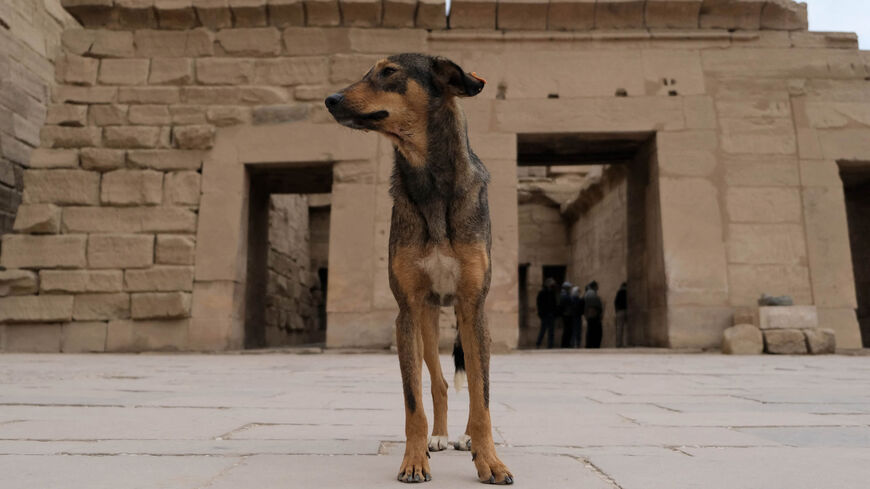 A dog stands in the Great Court of the Temple of Karnak, Luxor, Egypt, Jan. 17, 2022.