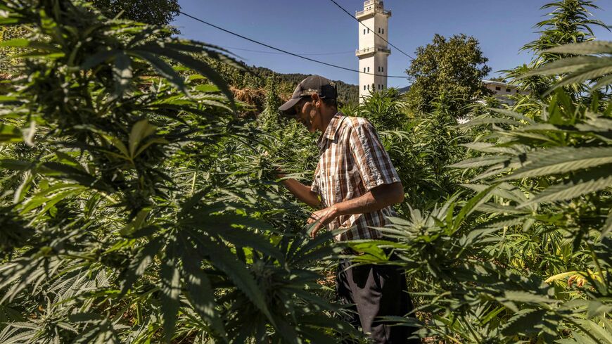 A farmer inspects plants in a cannabis field in the village of Azila in Morocco's Ketama region at the foot of the marginalised and underdeveloped mountainous region of Rif on September 16, 2022. - High in the hills of northern Morocco, vast cannabis fields are ready for harvest, but farmers complain that a government plan to market the crop legally is a slow burner. The marginalised region has long been a major source of illicit hashish smuggled to Europe while Moroccan authorities, wary of social unrest, 