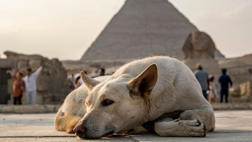 Egypt dog
