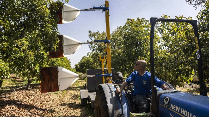A farmer drives a tractor pulling a pollination device at an avocado orchard at the Eyal kibbutz