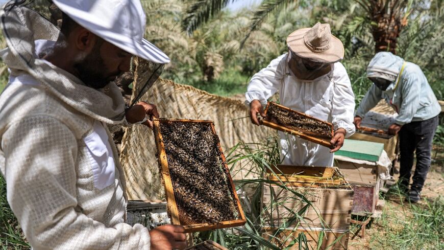 A lingering drought in Iraq and rising temperatures are impacting the lifespan of bees and hurting honey production
