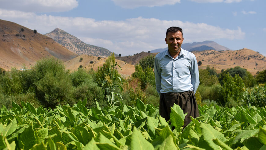 Star Ahmad Sleman, 40, stands in a field of tobacco in Khanaqa, Erbil governorate on September 2, 2023. (Credit: Winthrop Rodgers)