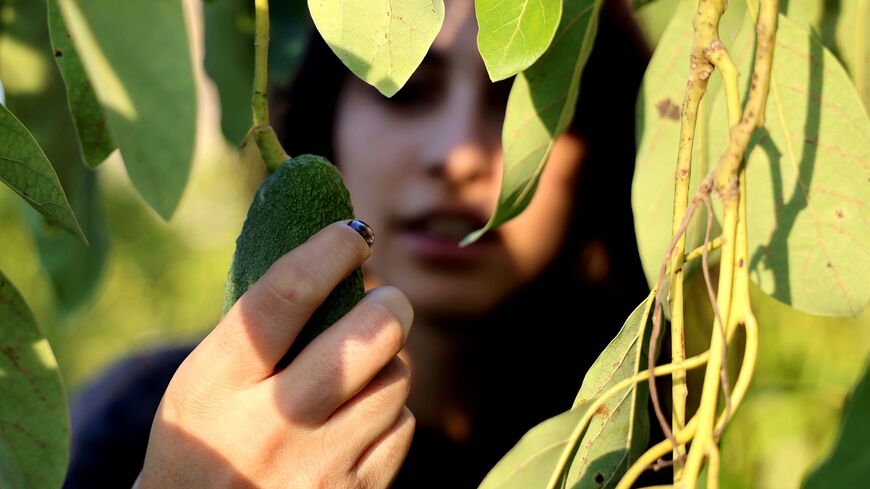 Thurayya, 28, inspects her avocado trees in a village south of Beirut, on November 22, 2021.