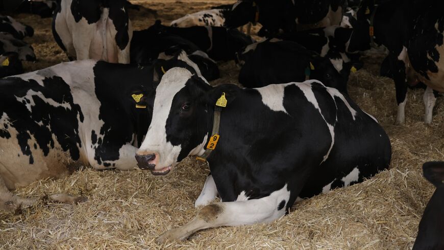 Dairy cows recline in a barn at the Havelland Ribbeck farm on March 22, 2024 near Nauen, Germany.