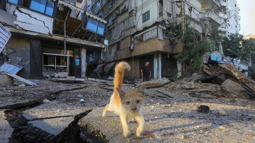 A kitten wanders on the site of an Israeli strike in Beirut's southern suburbs on October 4