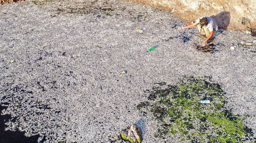 This aerial view shows a man inspecting dead fish during a mass die-off at the Ibn Najm marsh 