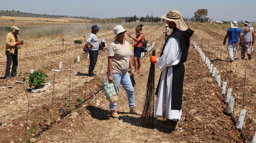 Around 30 volunteers came to help the monks of Latrun monastery replant the vines