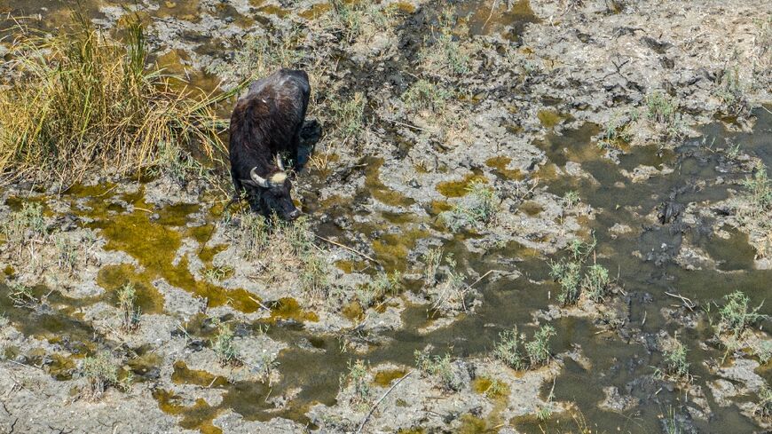 Years of drought have reduced southern Iraq's mythical marshes to a barren land