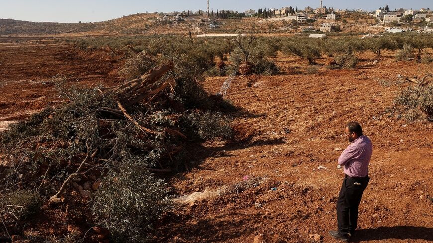 Most of the felled vegetation appeared to be olive trees