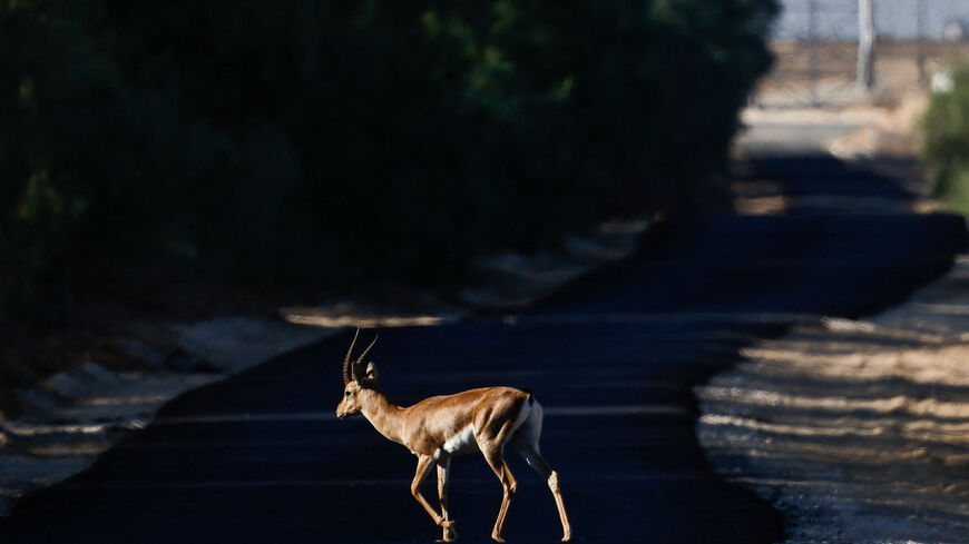 A gazelle crosses the road at the Israel-Gaza border, in Israel, October 19, 2025. REUTERS/Amir Cohen