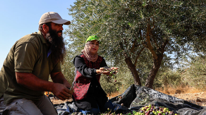 Palestinians hold olives during harvest season, in the village of Maniya, near Bethlehem, in the Israeli-occupied West Bank, October 22, 2025. REUTERS/Mussa Qawasma