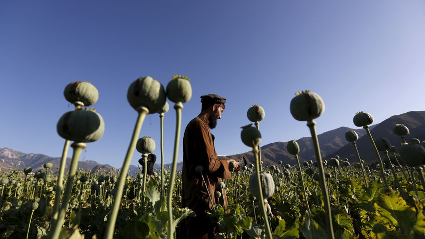 An Afghan man works on a poppy field in Nangarhar province, Afghanistan April 20, 2016. REUTERS/Parwiz      TPX IMAGES OF THE DAY