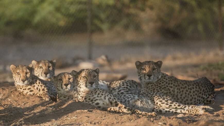 The long, slender, spotted felines yawn, stretch, and purr loudly as the staff approach the vast, highly protected complex run by Cheetah Conservation Fund (CCF) in the Geed-Deeble savannah of Somaliland