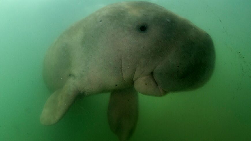 The Persian Gulf hosts the world's second-largest population of dugongs, herbivorous marine mammals listed as vulnerable, with an estimated 5,000 to 7,500 individuals