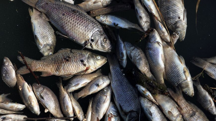 A massive fish die-off in Iraq has left farmers worried