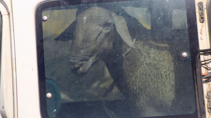 FILE PHOTO: A sheep is seen inside a vehicle at a makeshift livestock market as Palestinians shop in the West Bank city of Nablus August 31, 2017. REUTERS/Abed Omar Qusini/ File Photo