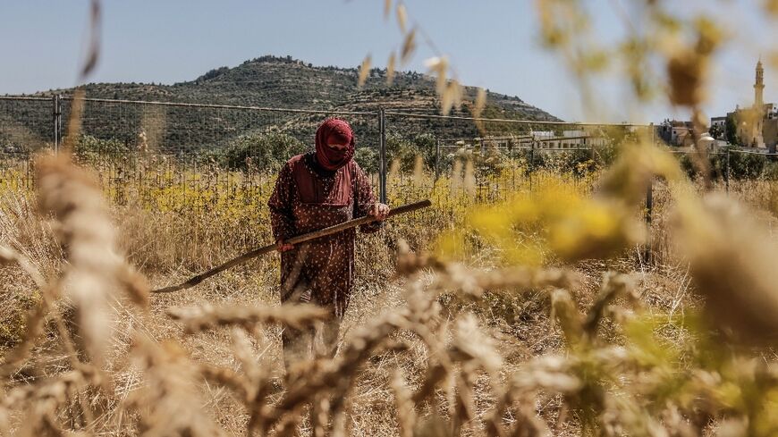 Palestinians are rushing to gather in their crops against a backdrop of violence from Israeli settlers