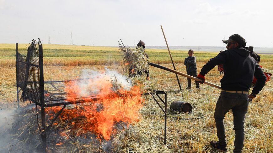 Farmers roast harvested wheat using fire in a field on the outskirts of Aleppo, Syria, on May 18, 2026. 