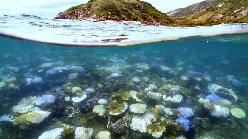 In the first global assessment of its kind, the IUCN classified 96 percent of the planet's coral reef systems as "critically endangered" -- the organisation's highest risk category