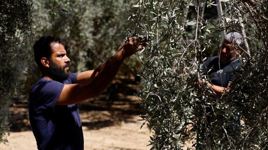 Palestinians collect olives from a tree at a farm in Deir Al-Balah