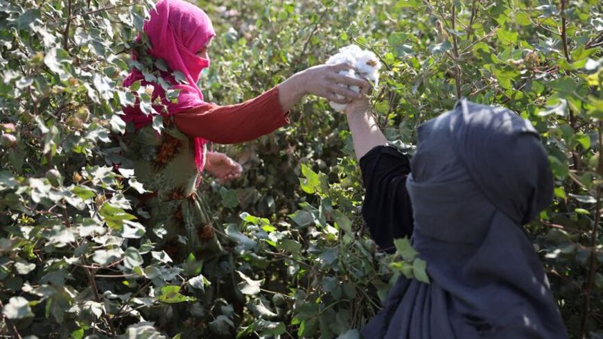 Taliban’s poppy ban falters as farmers struggle to feed children
