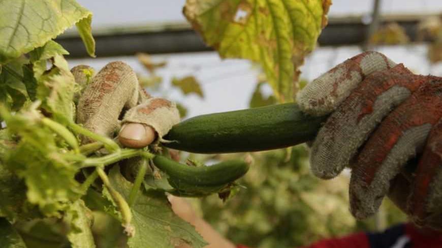 A Palestinian worker picks cucumbers growing in a greenhouse to be sold in a local market in the West bank city of Jenin March 6, 2012. REUTERS/Ammar Awad (WEST BANK - Tags: AGRICULTURE SOCIETY FOOD)