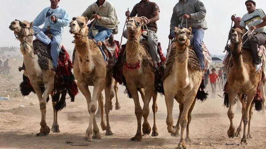 Palestinians ride camels during a competition in Dear al-Balah in the southern Gaza Strip May 15, 2009. REUTERS/Suhaib Salem (GAZA SPORT SOCIETY) - RTXHBGR