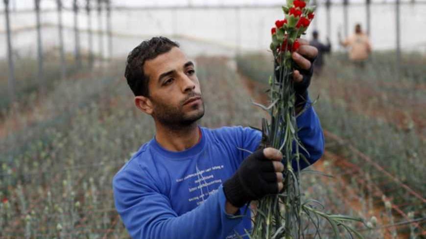 A Palestinian man carries flowers for export on a flower farm in Rafah in the southern Gaza Strip December 20, 2012. REUTERS/Ibraheem Abu Mustafa (GAZA - Tags: SOCIETY) - RTR3BRZM