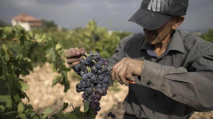 A Palestinian farmer harvests grapes in a vineyard in the West bank village of Beit Ummar, north of Hebron September 9, 2012. Once the mainstay of the local economy, Palestinian agriculture in the rocky West Bank is in decline, with farmers struggling to protect both their livelihoods and their lands. Deprived of water and cut off from key markets, farmers across the occupied territory can only look on with a mix of anger and envy as Israeli settlers copiously irrigate their own plantations and export at wi