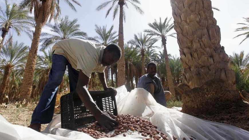 A farmer sorts dates collected from palm trees during the harvest period at a plantation in Ouargla, 800 km (497 miles) southeast of the capital Algiers October 26, 2010. REUTERS/Louafi Larbi (ALGERIA - Tags: AGRICULTURE BUSINESS) - RTXTV6A