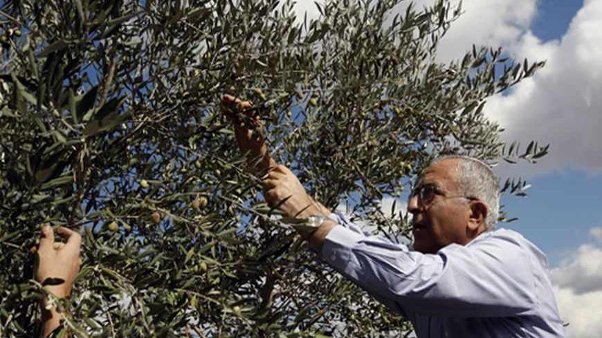 Palestinian Prime Minister Salam Fayyad stands on a ladder as he picks olives with villagers during harvest in the West Bank village of Nabi Saleh, near Ramallah October 31, 2011. REUTERS/Mohamad Torokman (WEST BANK - Tags: POLITICS AGRICULTURE) - RTR2TGGD