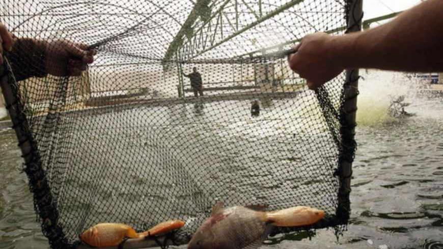 Palestinians catch fish at a fish farm in Khan Younis in the southern Gaza Strip February 22, 2010. With their fishermen at risk of being shot at by the Israeli navy, Palestinians in the Gaza Strip are finding new ways to supply the blockaded territory with a staple that is in short supply. Picture taken February 22, 2010. REUTERS/Ibraheem Abu Mustafa (GAZA - Tags: AGRICULTURE CIVIL UNREST POLITICS ENVIRONMENT BUSINESS FOOD) - RTR2ATCO