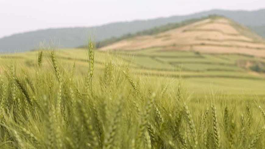 Stalks of wheat are seen at a farm near Gonbad, 550 km (342 miles) northeast of Tehran, May 6, 2008. Picture taken May 6, 2008. REUTERS/Caren Firouz  (IRAN)  (PICTURE TAKEN MAY 6, 2008) - RTR20B48