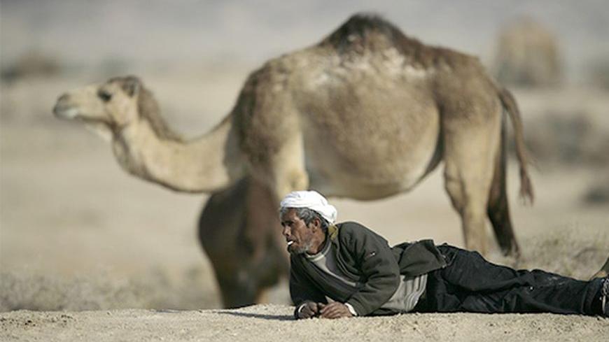 A Bedouin man rests beside his camels after walking through the Jordan Valley, in the West Bank city of Jericho November 25, 2011. REUTERS/Ammar Awad  (WEST BANK - Tags: ANIMALS SOCIETY) - RTR2UGJU