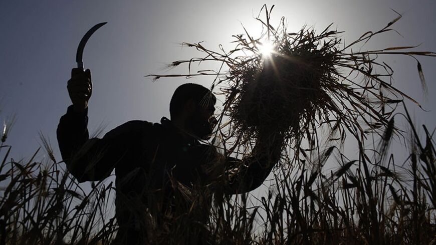 A Palestinian farmer harvests barley on a farm near the border of southern Gaza Strip with Israel April 28, 2014. REUTERS/Ibraheem Abu Mustafa (GAZA - Tags: AGRICULTURE) - RTR3MW43