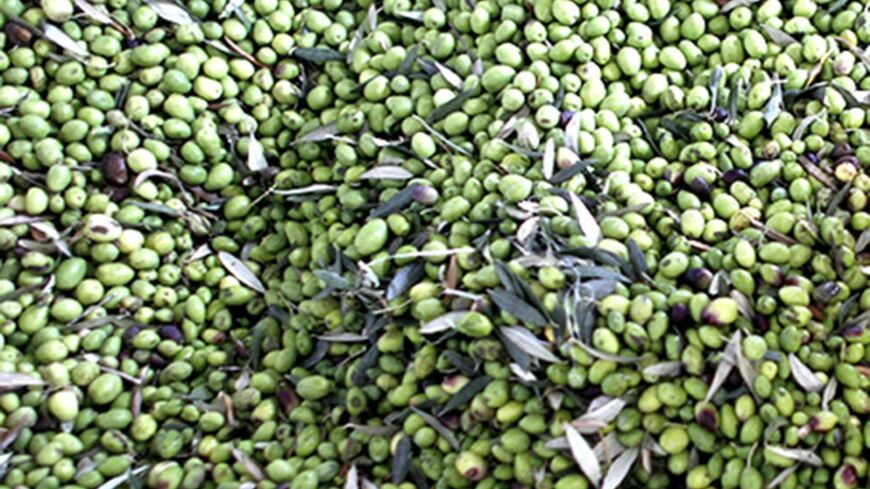 A Palestinian touches freshly harvested olives after pouring them into a machine at an olive press in West Bank village of Idna, near Hebron October 14, 2012. Reuters/Ammar Awad (WEST BANK - Tags: AGRICULTURE FOOD) - RTR39584