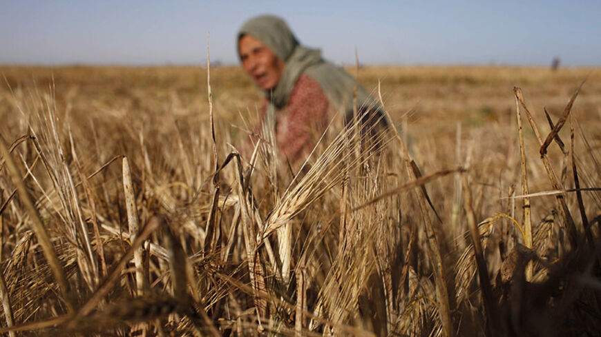 A Palestinian woman harvests barley on a farm near the border of southern Gaza Strip with Israel April 28, 2014. REUTERS/Ibraheem Abu Mustafa (GAZA - Tags: AGRICULTURE) - RTR3MW60