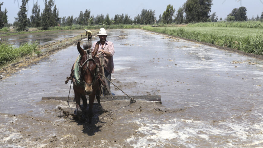 A farmer flattens the soil using a horse to prepare his land for growing rice in the 6th of October village in the Nile Delta province of Al-Baheira, northwest of Cairo, May 22, 2014. For the past 15 years, antiquated irrigation systems and a government conservation drive have kept many farmers from nutrient-rich Nile waters, forcing them to tap sewage-filled canals despite their proximity to the world's longest river. Picture taken May 22. To match Analysis EGYPT/WATER      REUTERS/Asmaa Waguih   (EGYPT - 