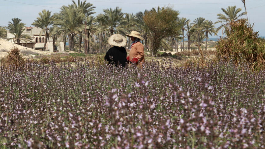 Bedouin women work in a field of Miramiya plant (East Mediterranean sage) in the town of Sheikh Zoueid, near Rafah city, north Sinai, March 7, 2012. REUTER/Asmaa Waguih  (EGYPT - Tags: SOCIETY) - RTR2Z01J